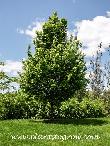 Frans Fontaine Hornbeam (Carpinus betulus)